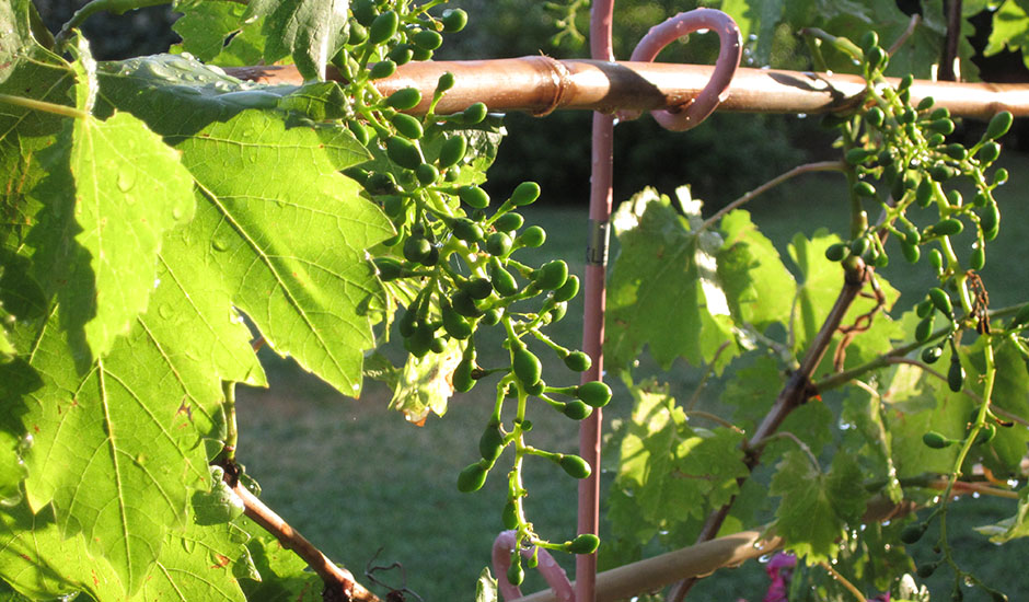 pannelli per orchidee